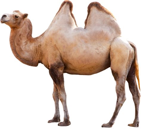 【駱駝png】精選46款駱駝png點陣圖素材免費下載，完全免去背的駱駝圖檔 天天瘋後製