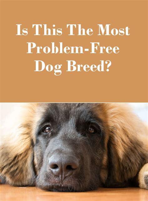 The Story Of The Leonberger Dog Is This The Most Problem