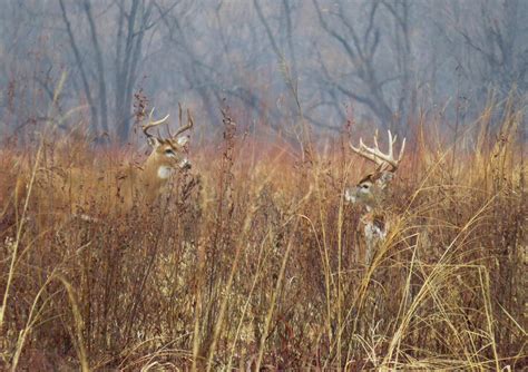 Deer Hunting Tips How To Really Use A Grunt Call Outdoor Life