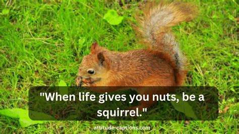 270 Top Squirrel Captions For Instagram And Quotes Funny Best