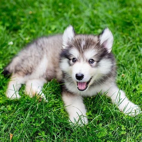 1 Alaskan Malamute Puppies For Sale By Uptown Puppies