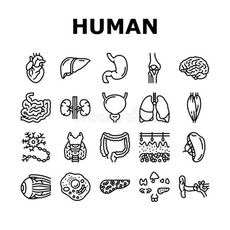 Iconos De Anatomía De órganos Internos Humanos Conjunto Vector