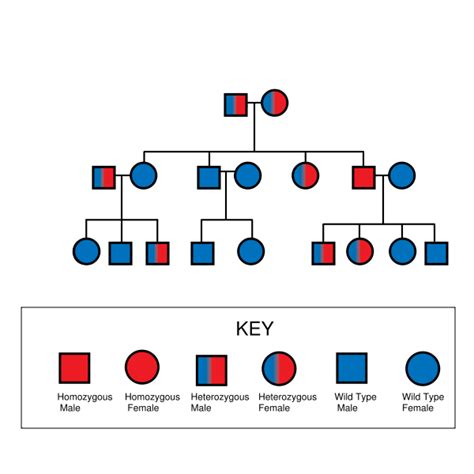 Pedigree Chart Picture Genetic Disorders