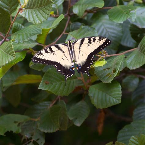 Eastern Tiger Swallowtail Pterourus Glaucus Flickr