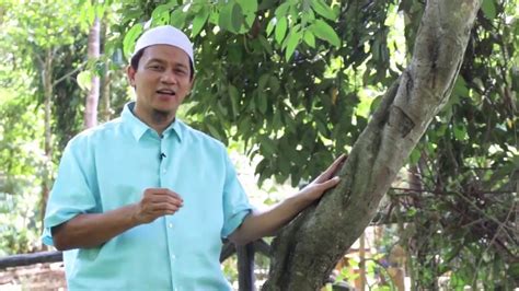 If you want to learn kayu manis in english, you will find the translation here, along with other translations from malay to english. POKOK KULIT KAYU MANIS - YouTube