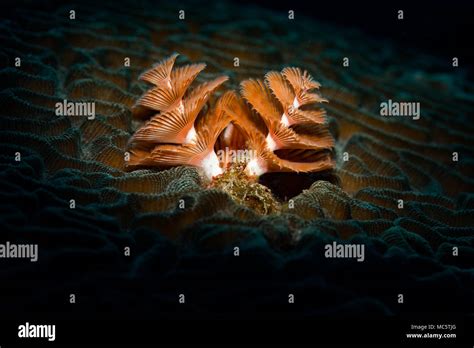 Brown Christmas Tree Worm Spirobranchus Giganteus On The Reef At