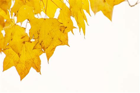 Autumn Tree Trees · Free Photo On Pixabay
