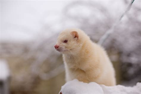 Baby Ferrets Wallpapers - Wallpaper Cave