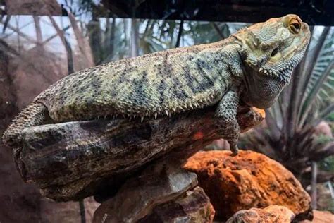 10 Signs Your Bearded Dragon Is Constipated Wildlife Informer