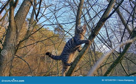Tabby Cat Climbing Tree Stock Image Image Of Branches 107245759