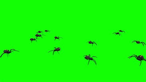 Spiders Green Screen Computer Animated 3d Hd Royalty Free Youtube