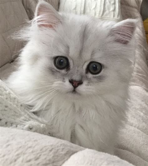 43 Persian Cat Kitten For Sale Furry Kittens