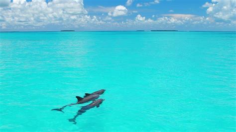 Key West Dolphin Watch And Sunset Cruise Package