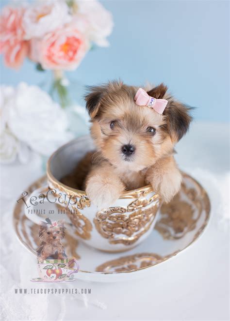 They are both very smart, adorable, loving, and funny puppies for sale litter due december 28th. Morkie Puppies For Sale by TeaCups | Teacup Puppies & Boutique