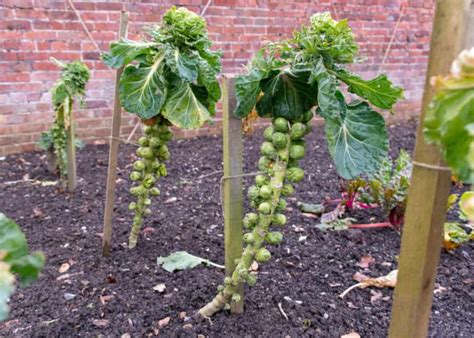 Growing Brussels Sprouts Gardening And Planting Guide Plants Spark Joy
