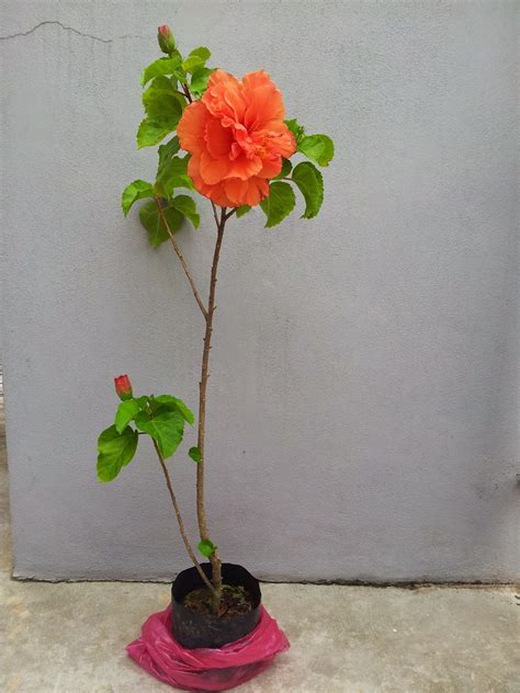 Keluarga malvaceae) adalah pokok renek asal di barat asia, juga dikenali sebagai mawar china. Ceritera FLK: ** Bunga Raya Oren