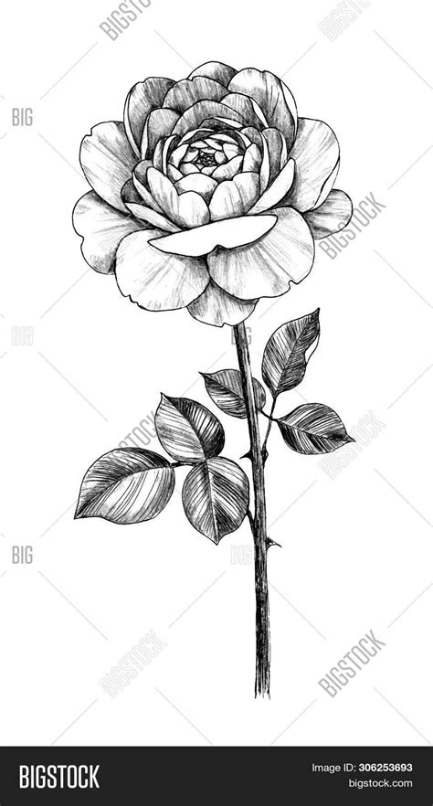 Hand Drawn Single Rose Image And Photo Free Trial Bigstock