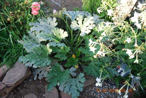 Summer squash and tomatoes ensures that they can get the water they need. Vegetable Garden Planting, Planting a Vegetable Garden ...