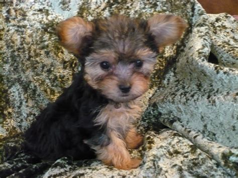 Maybe you would like to learn more about one of these? Toy Yorkie Poo | Wow Blog