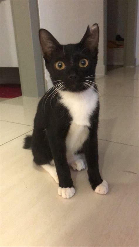 Domestic Short Hair Tuxedo Kitten Adopted 2 Years 8 Months Angus