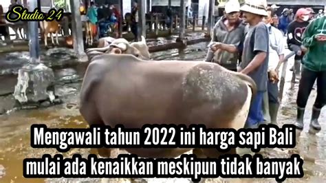 Info Harga Sapi Bali Saat Ini 2022 Pasar Hewan Beringkit Pulau Bali