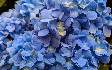 Nikko Blue Hydrangea 🌿 💙 🌸 Tips For A Flourishing Garden