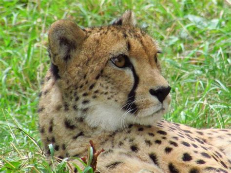 Cheetah Rests On Grass In Zoo Free Image Download