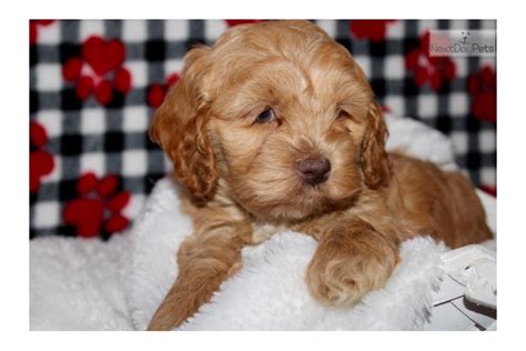 Skye Cockapoo Puppy For Sale Near Sioux City Iowa 4ae45e58 5561
