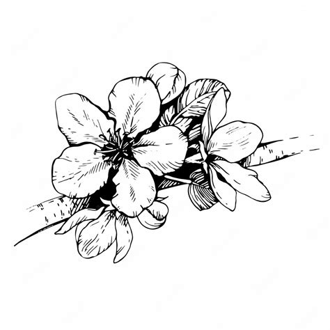 Premium Vector Sketch Hand Drawn Apple Blossom Blooming Cherry