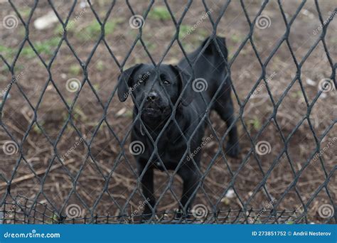 Guarding Black Dog Behind Fence Stock Photo Image Of Friendly Caged