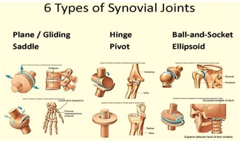 Different Joints Have Different Degrees Of Freedom Movement In A Place