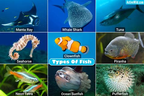 All Types Of Fishes A Comprehensive Guide Iilss International