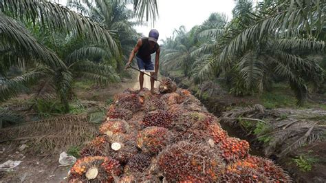 Usd 11b In Loans To Palm Oil Industry Esg Issues May Create Indirect