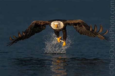 Bald Eagle Fishing In Golden Light Nature Photography Blog