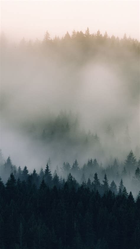Download Wallpaper 1080x1920 Mist Fog Pine Trees Nature 1080p
