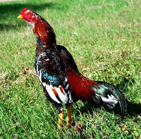 S1288 adalah sebuah situs taruhan adu ayam yang menyajikan pertandingan sabung ayam secara live streaming dari arena pertandingan sabung ayam yang berbasis di filipina, vietnam dan kolombia dengan menyediakan ayam bangkok sebagai ayam petarungnya. Ciri Ayam Aduan Bangkok Super Mematikan - Berita & Jadwal ...