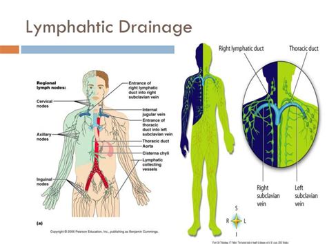 Figure 1 From Anatomy Of Lymphatic Drainage Of The Es Vrogue Co