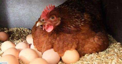 How Long Does It Take For A Chicken Egg To Hatch Grid Sub