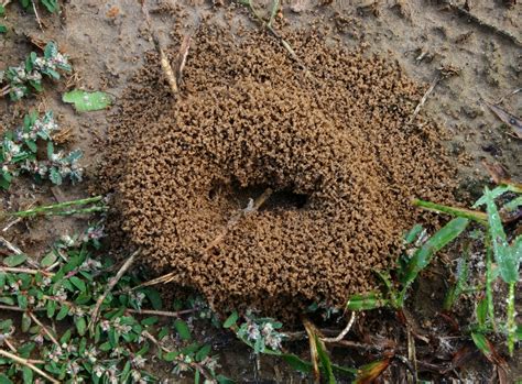 Ants appear in the fossil record across the globe in considerable diversity. Yellow jacket cable protectors manufacturer, honey bees ...