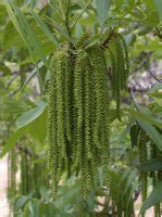 Maybe you would like to learn more about one of these? Advice from Farmer Dave - Rock Bridges Trees