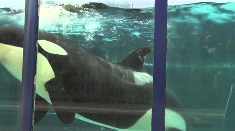 Killer Whale Captivity Youtube