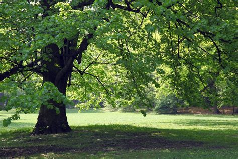 Shade Trees For Zone 7 Learn About Growing Shade Trees In Zone 7 Gardens