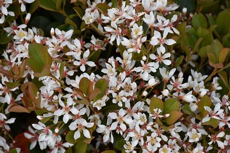 It has white flowers that look like roses and is considered one of the most beautiful of all the shrubs that. Snowcap Indian Hawthorn (Rhaphiolepis x delacourii ...