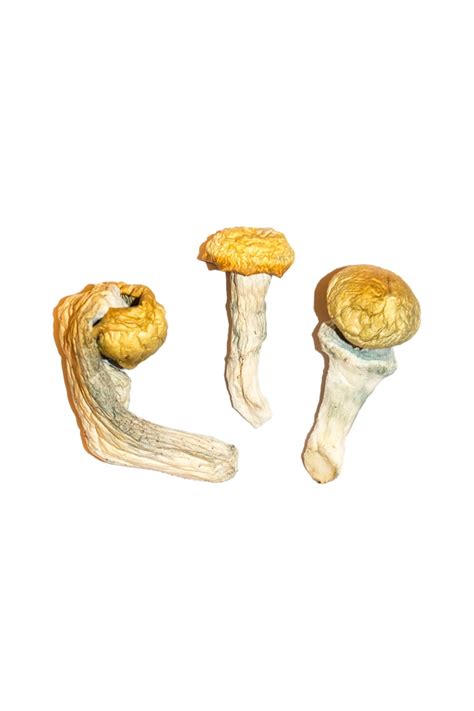 Buy Penis Envy Magic Mushrooms Online Magic Mushrooms Dispensary