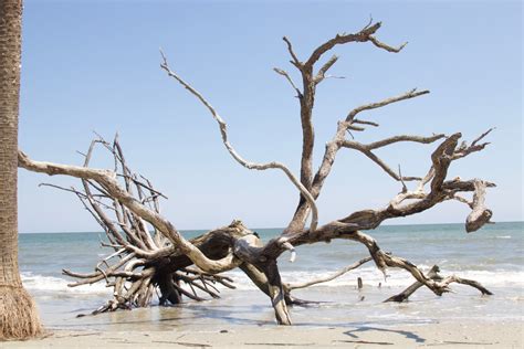 Free Images Beach Landscape Driftwood Sea Coast Tree Water