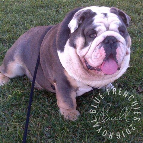 Other benefits include a reduction in shedding (always a boon!) as well as conditioning and detangling effect. Open for stud service 714-363-2367 | Bulldog, English ...