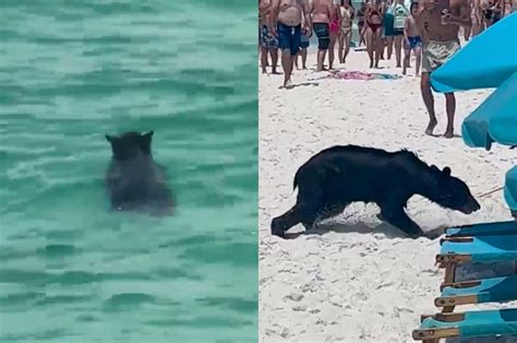 Bear Spotted Swimming In The Gulf Of Mexico Near Destin Florida
