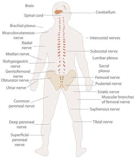 16 Spinal Cord And Spinal Nerves Nerve Femoral Nerve Spinal Nerve Porn Sex Picture