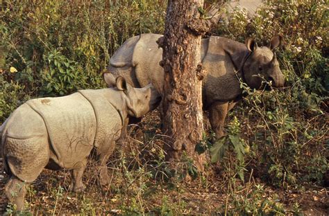 Nepal Reckons With The Dark Side Of Its Rhino Conservation Success