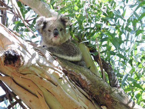 Tapeta Na Monitor Zvířata Zvíře Koala Austrálie